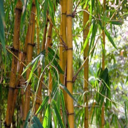 5 Reasons Bamboo Bedding Will Help You Sleep Better - Cool-jams