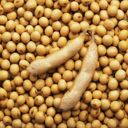 Anti-Obesity Effects of Soy During Menopause - Cool-jams